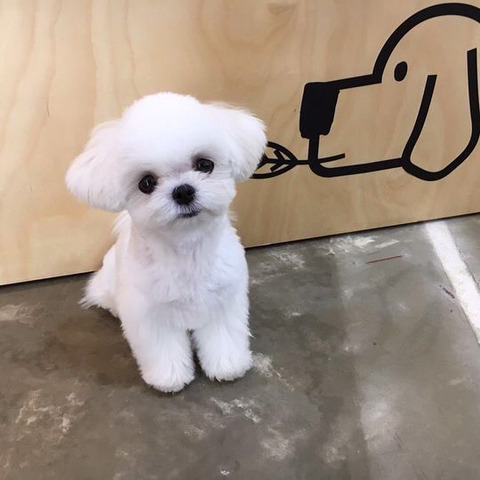 슈퍼주니어 이특이 키우는 반려견 심쿵이.jpg | 인스티즈