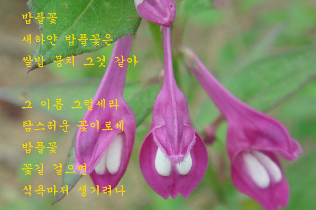 희로 이미지