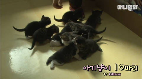 새끼고양이 열마리 키우는 엄마냥이 | 인스티즈