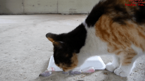 hahaha네 삼색이 가끔 짠한데 귀엽고 엉뚱하면서도 사랑스러워 ㅋㅋㅋ | 인스티즈