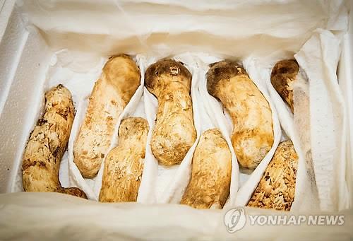 [평양정상회담] 김정은 위원장 보낸 송이버섯, kg당 최소 90만원될 듯 | 인스티즈