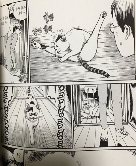 고양이 키워본 자만 이해할 수 있는 이토준치의 고양이 묘사 | 인스티즈