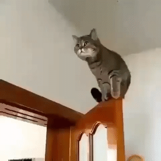 고양이 운동신경 | 인스티즈