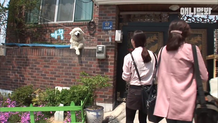 모른척 지나가면 짖는 삼식이.jpg | 인스티즈
