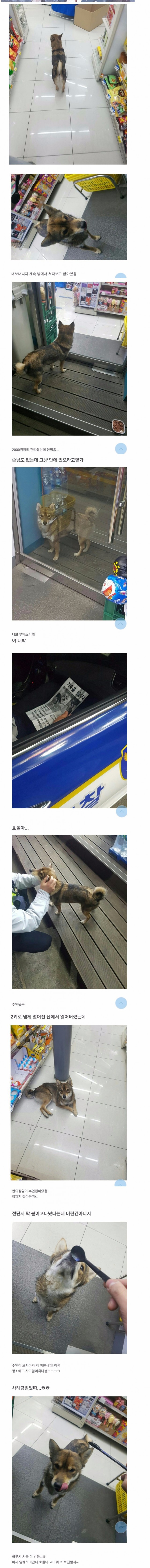 편의점에 강아지가 들어왔어요 | 인스티즈