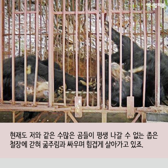 곰발바닥 이미지