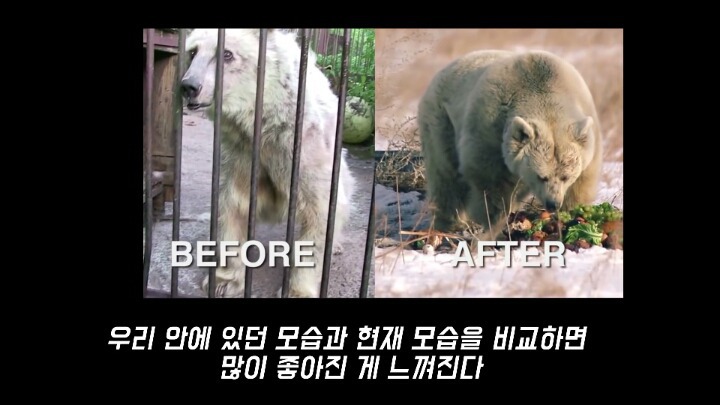 30년간 학대받은 곰 자연으로 돌아간 후 놀라운 변화 | 인스티즈