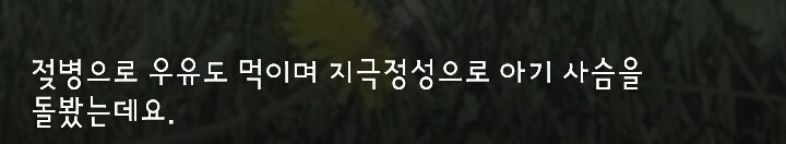 다리 다친 아기사슴을 구해주면 생기는 일.gif (데이터30MB) | 인스티즈