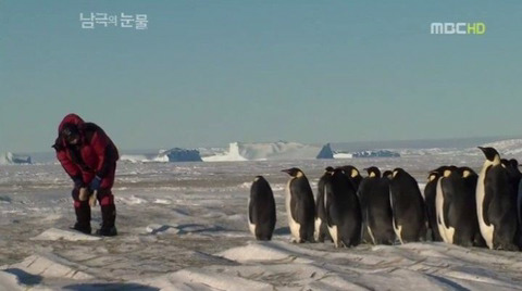 짱귀탱인 남극의 눈물 촬영 당시 펭귄들.gif | 인스티즈