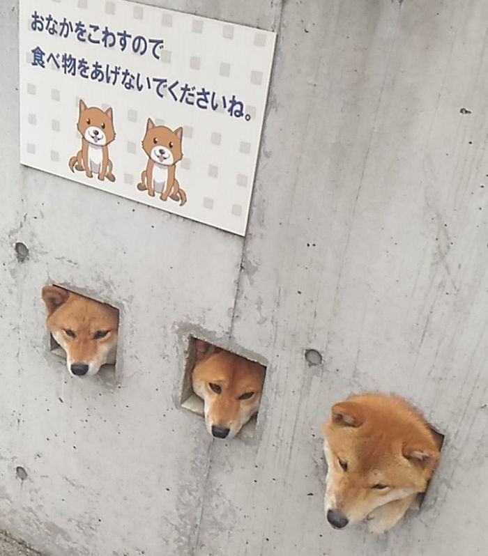 목 내밀고 사람 구경하는 댕댕이들 | 인스티즈