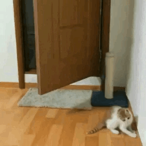 냥이 활용법.gif | 인스티즈
