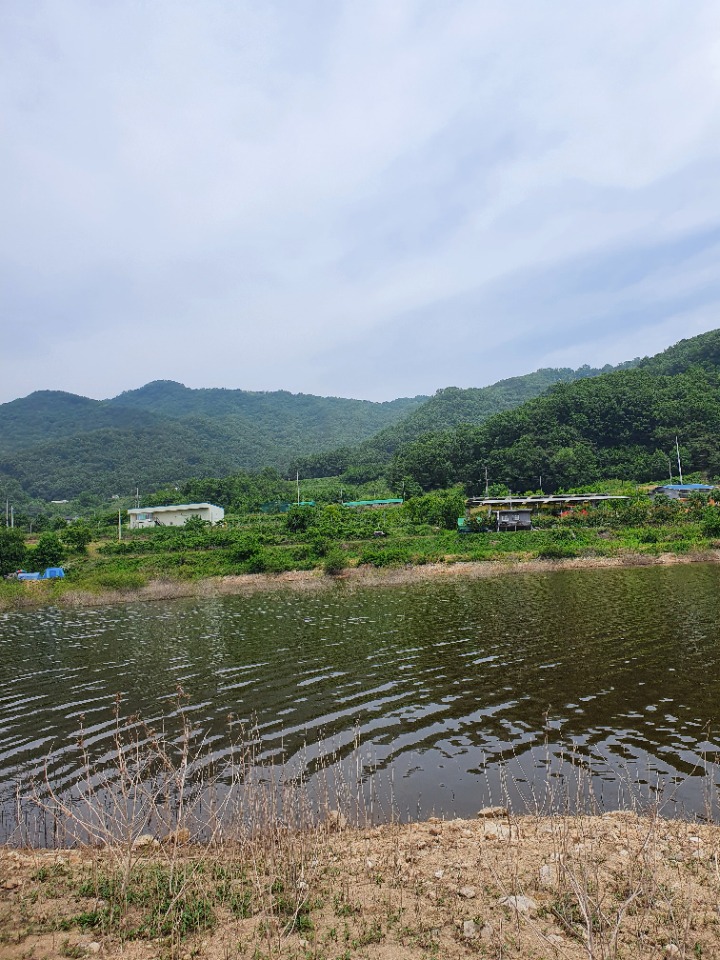 옥성칼국수 이미지