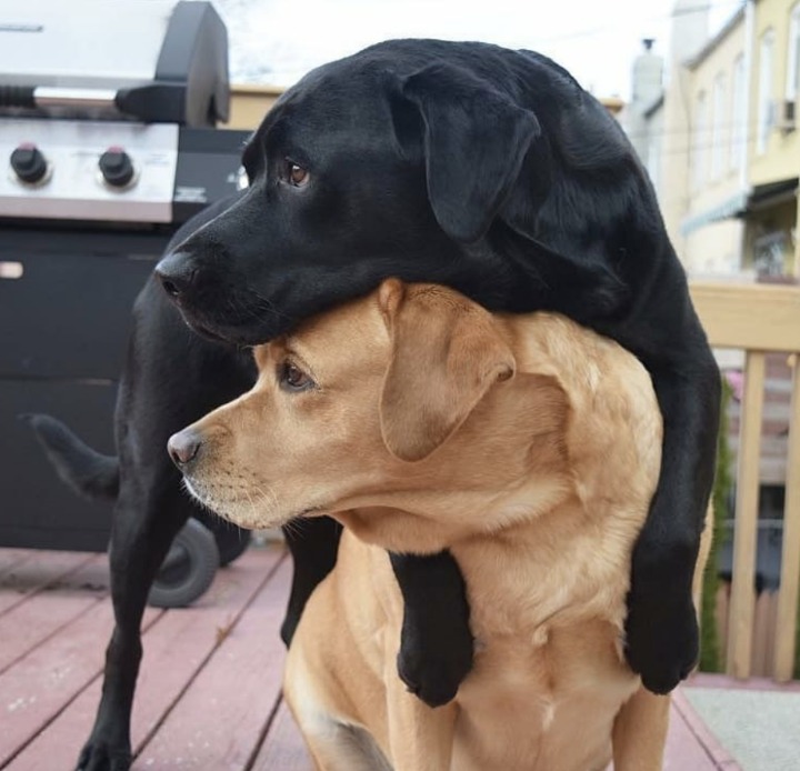 개와 고양이.jpg | 인스티즈