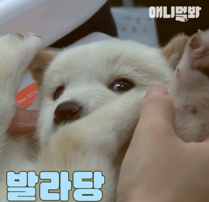 수락산 사는 백설기들 | 인스티즈