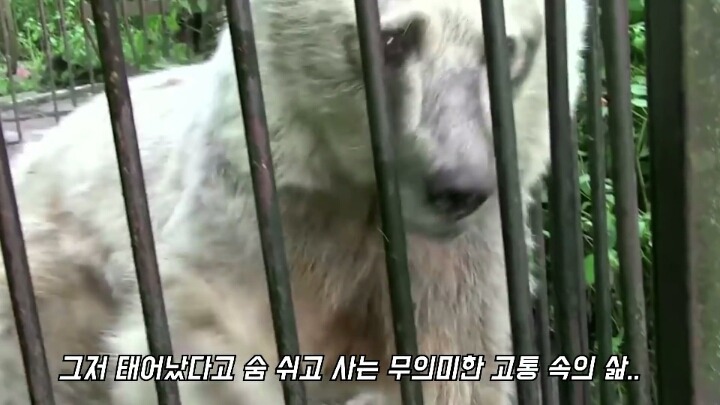 30년간 학대받은 곰 자연으로 돌아간 후 놀라운 변화 | 인스티즈