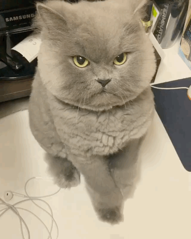 표정관리 못하는 고양이.gif | 인스티즈