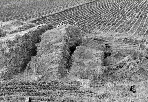 너는 자수하지 않으면 사지가 썩어 죽는다 | 인스티즈