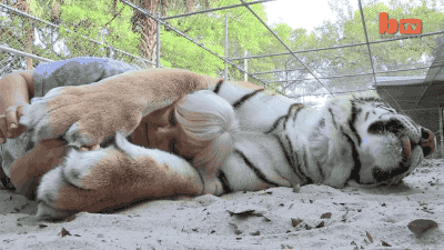 우리 고양이는 안물어요.gif | 인스티즈