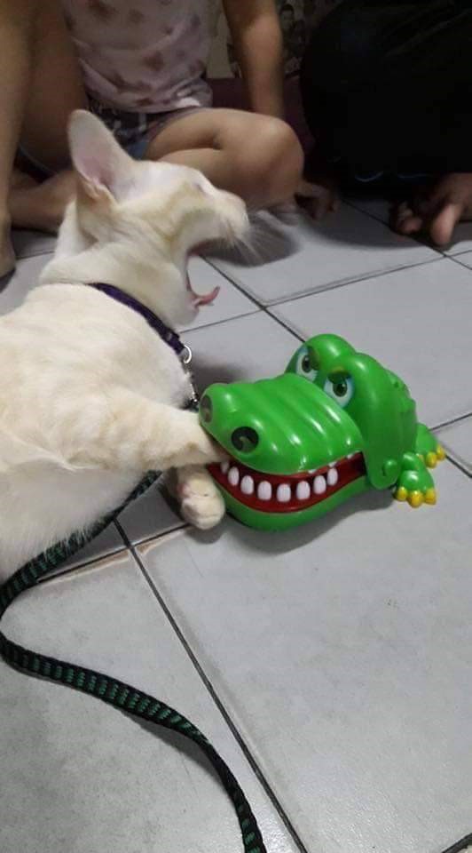 악어한테 물린 고양이 | 인스티즈