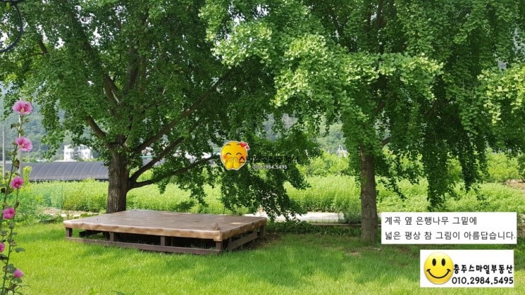 파란나무 이미지