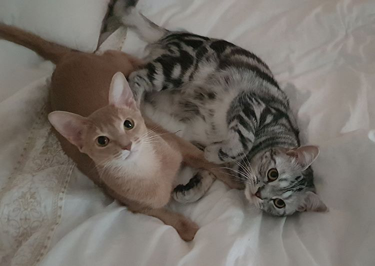 오늘자 고양이 생일파티 해준 전효성 ㅋㅋㅋㅋㅋㅋㅋㅋㅋ | 인스티즈