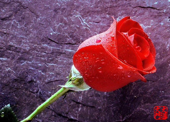 RoseDay 이미지